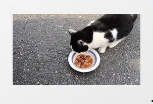 猫咪爆料视频素材下载免费,揭秘萌宠日常幕后趣事