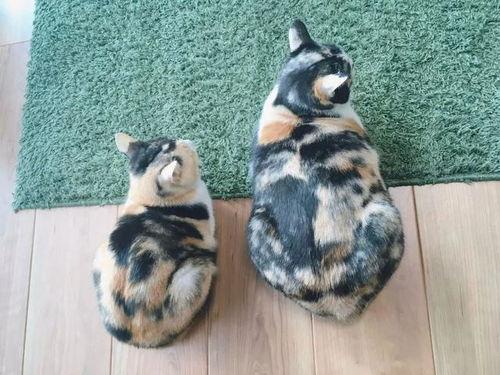 三花猫的两个老公娱乐吃瓜酱